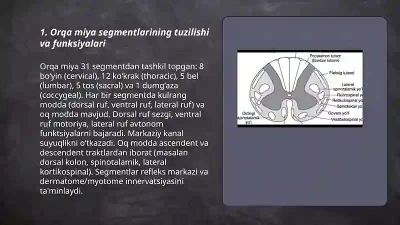 Orqa miya markazlari 3