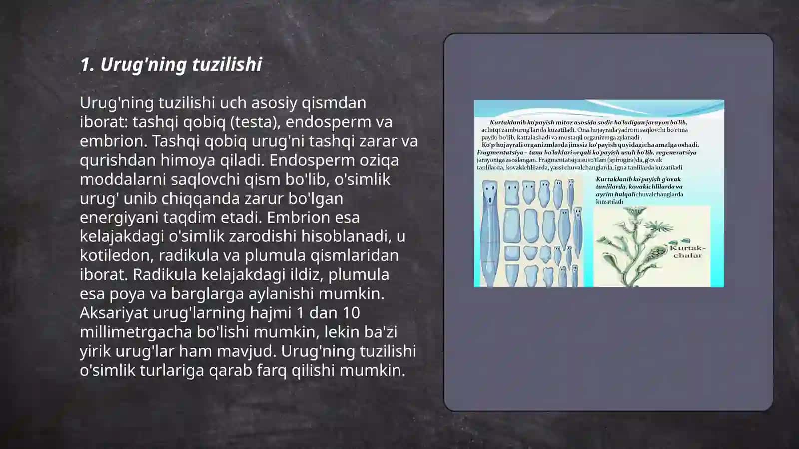 Urug‘ va meva. Urug'ning rivojlanishi 3