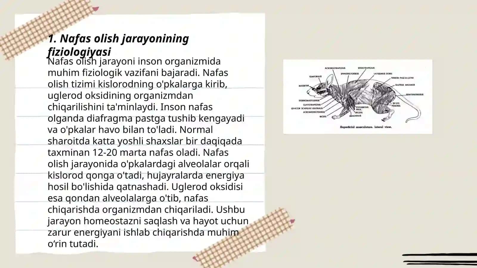 Nafas olish jarayoni 3