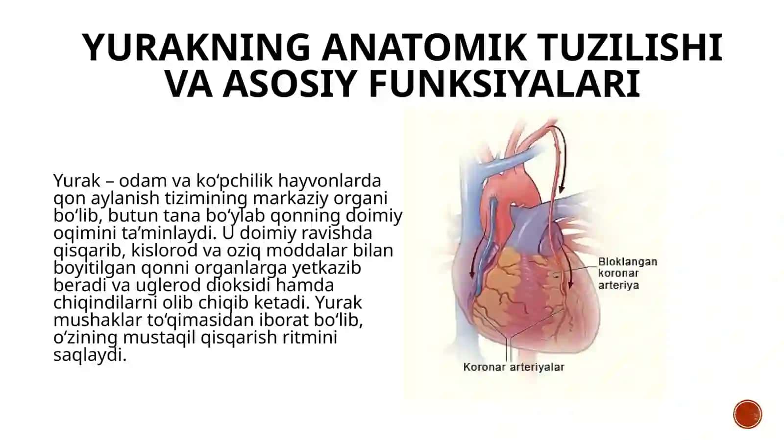 Yurakning morfofunktsional tavsifi 3