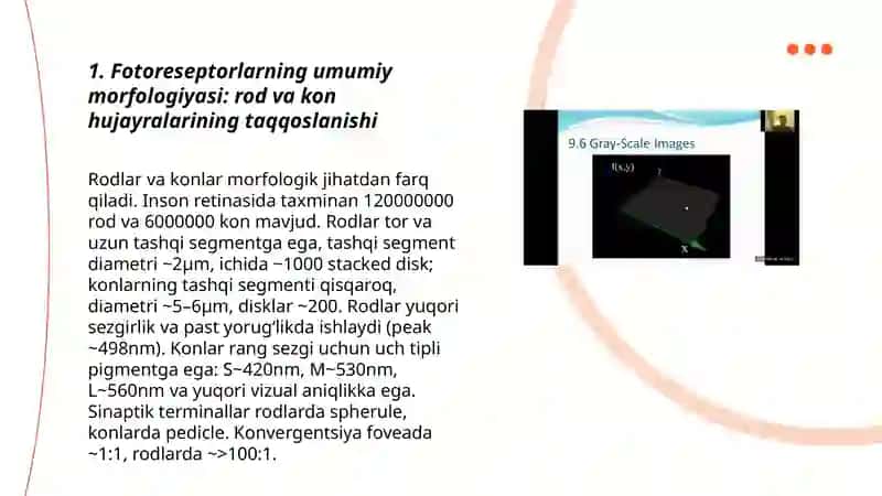 Fotoresepsiyaning morphological asoslari 3