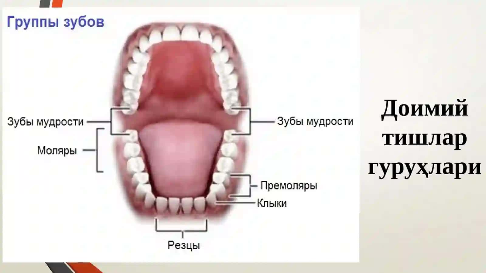 ПРЕКЛИНИК РЕСТАВРАЦИОН СТОМАТОЛОГИЯ 3