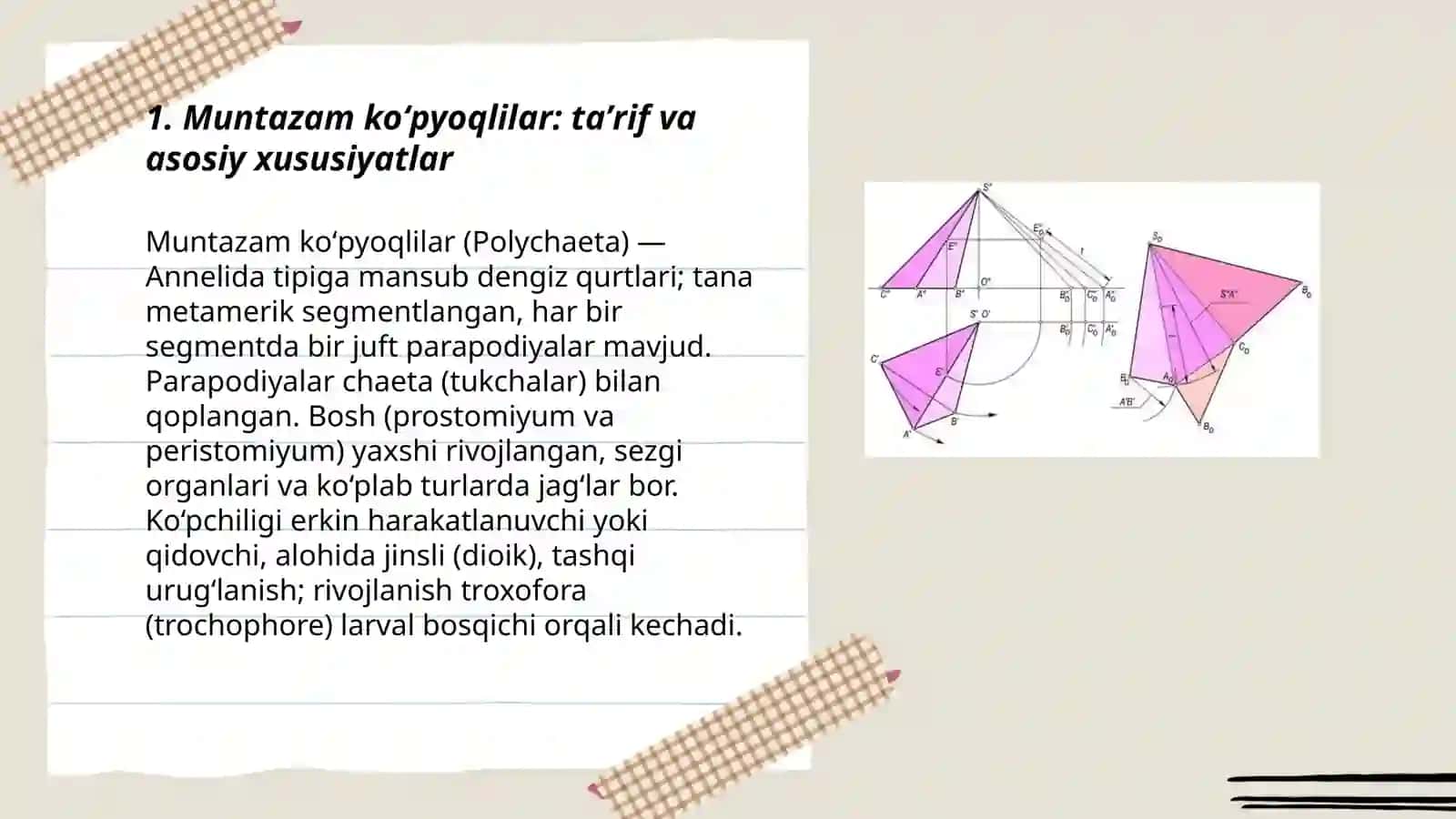 Muntazam koʻpyoqlilar (Polychaeta) 3