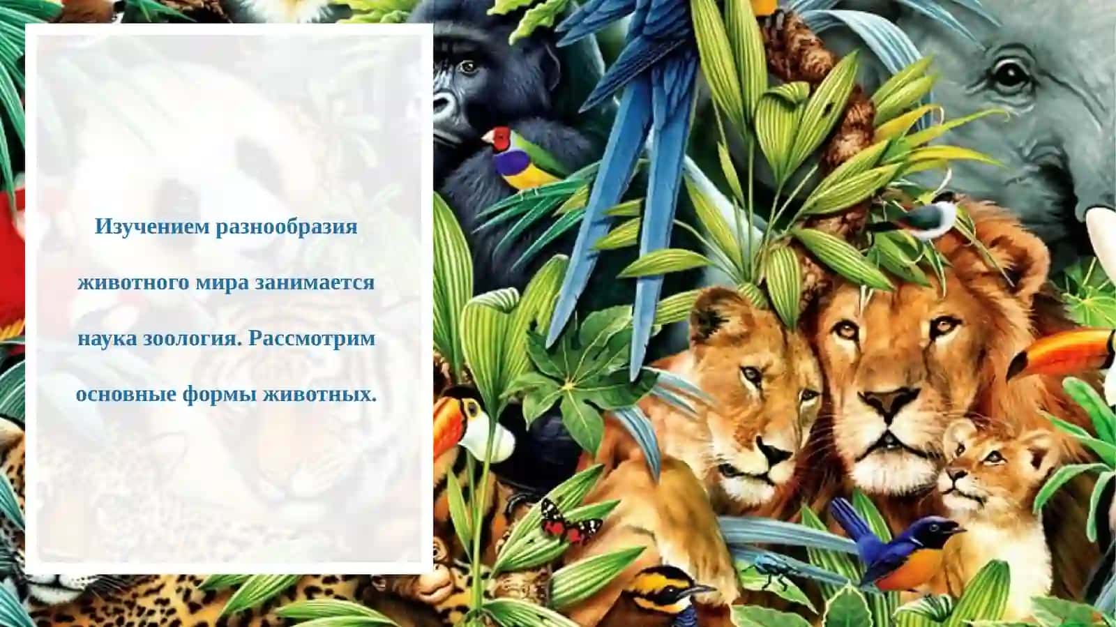 Разнообразие животных 3