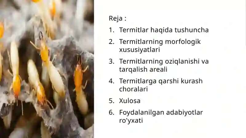 Termitlar 3
