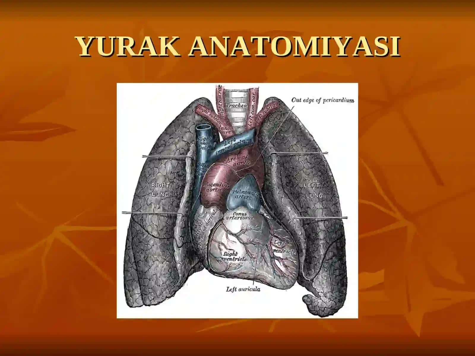 YURAK ANATOMIYASI 3