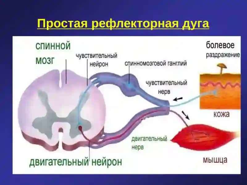 ВЫСШАЯ НЕРВНАЯ ДЕЯТЕЛЬНОСТЬ. РЕФЛЕКСЫ ЧЕЛОВЕКА 3