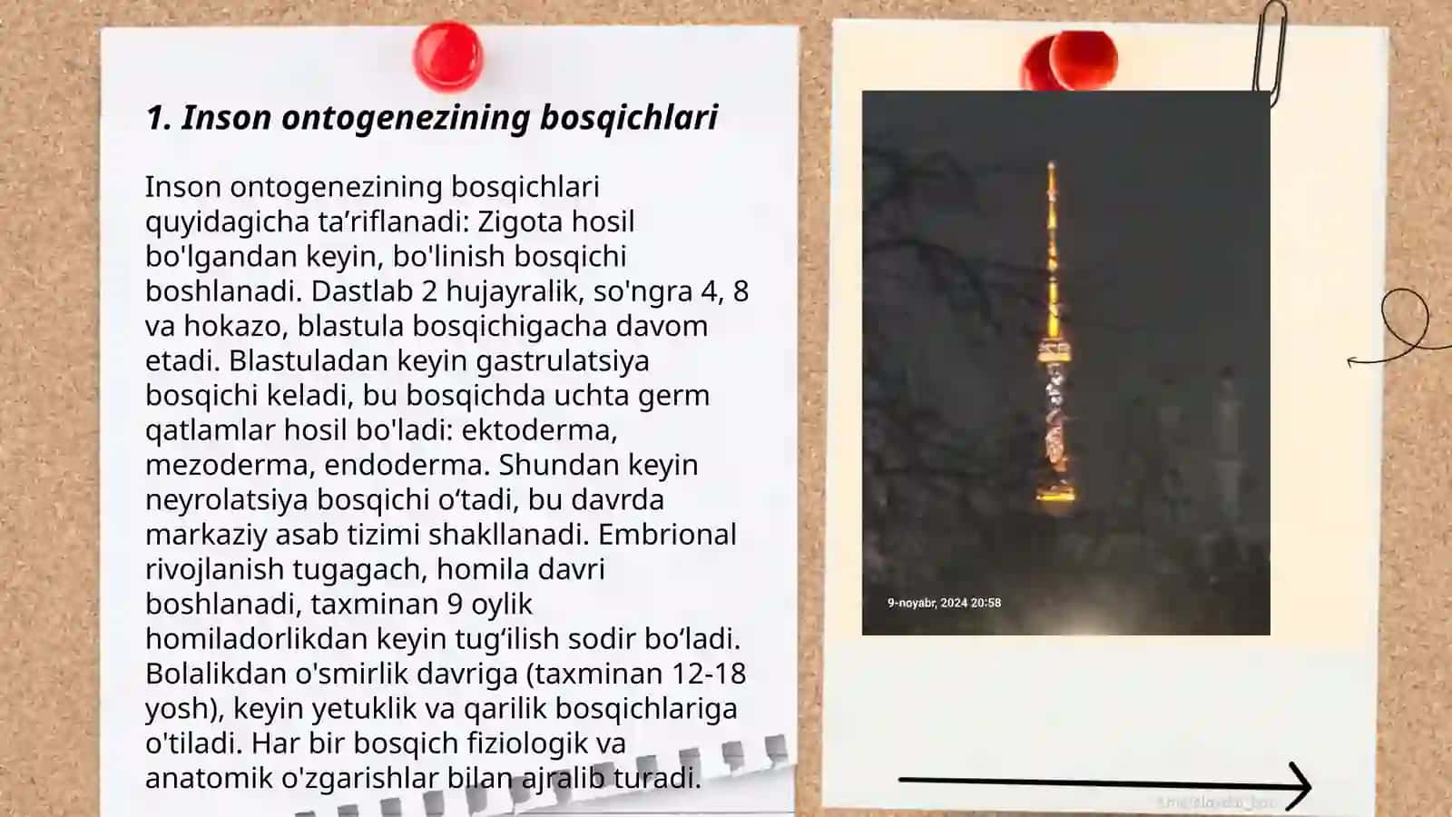 Inson ongining ontogenetik taraqqiyoti 3