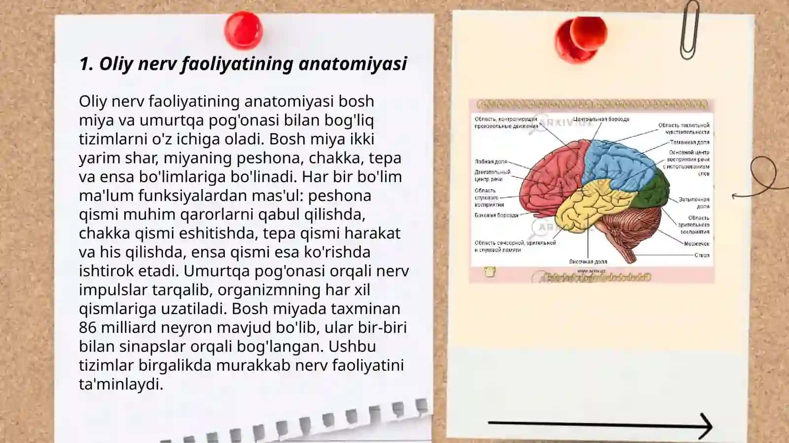 Oliy nerv faoliyati 3
