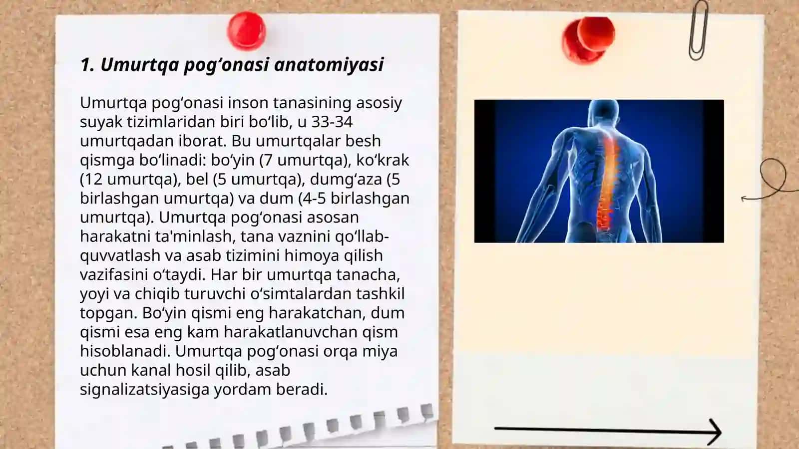 Umurtqa pogʻonasi 3