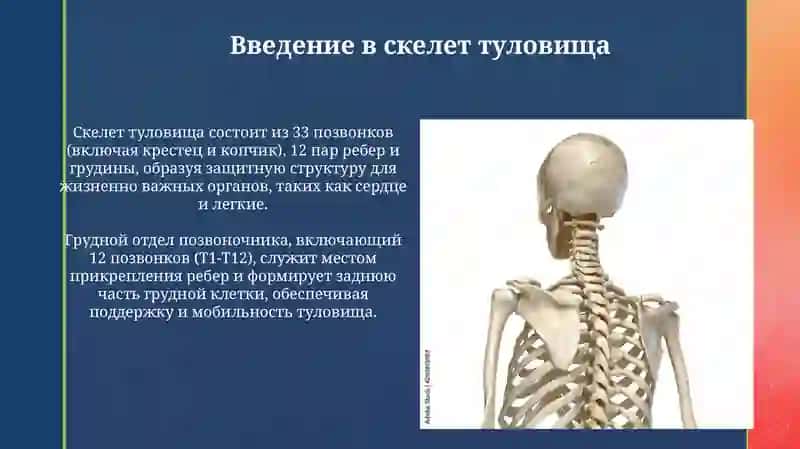 Скелеттуловища 3