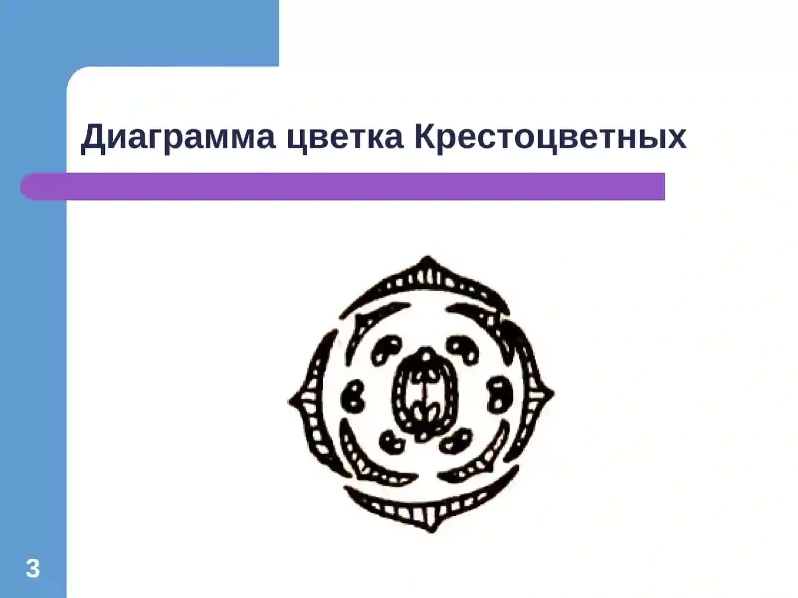 Крестоцветные 3