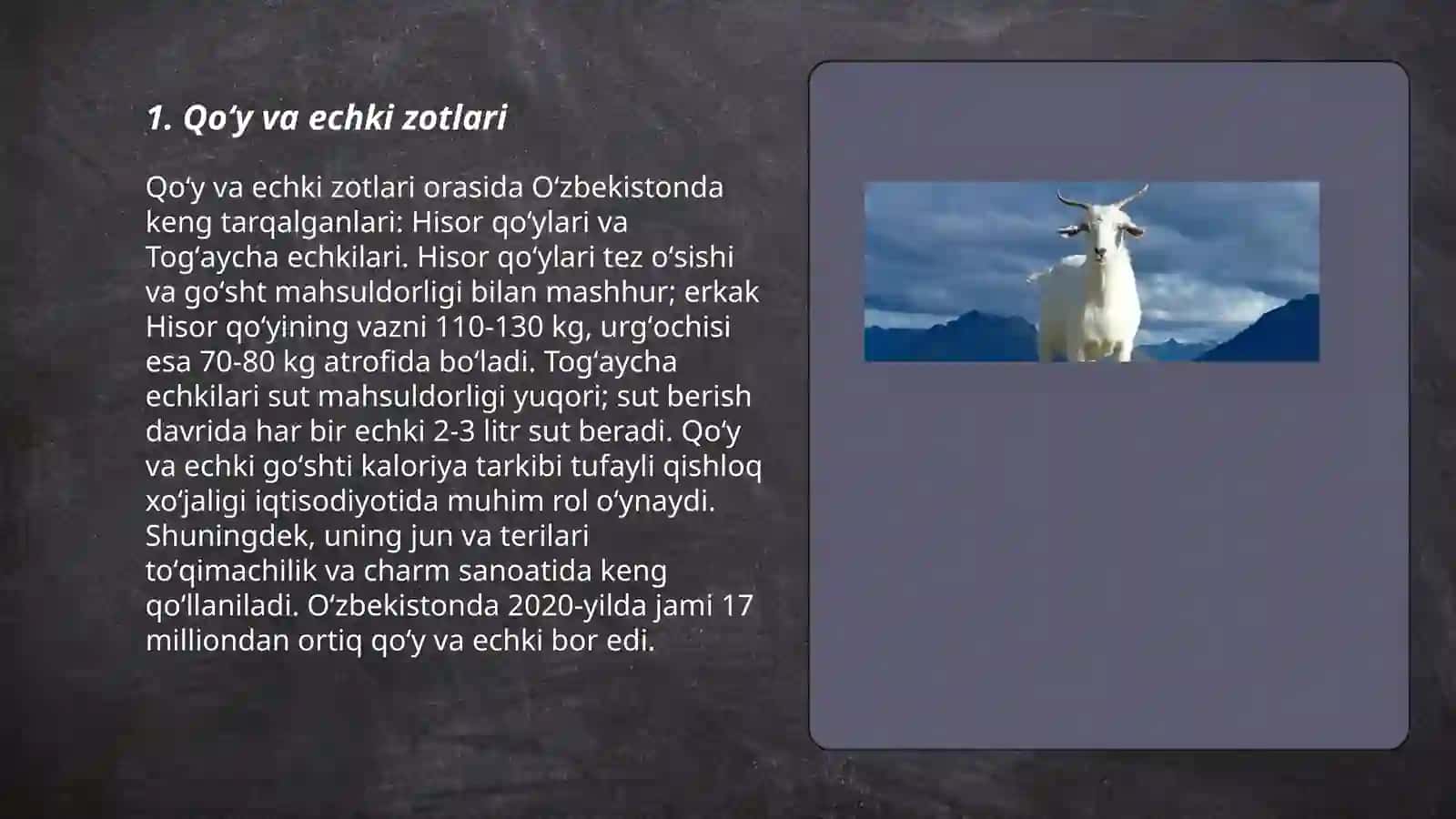 Qoʻy va echkilarning mahsuldorligi 3