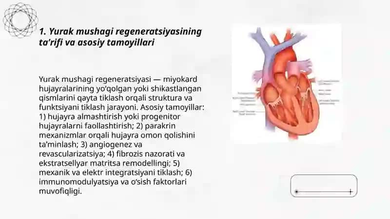 Yurak mushagi regeneratsiyasi 3
