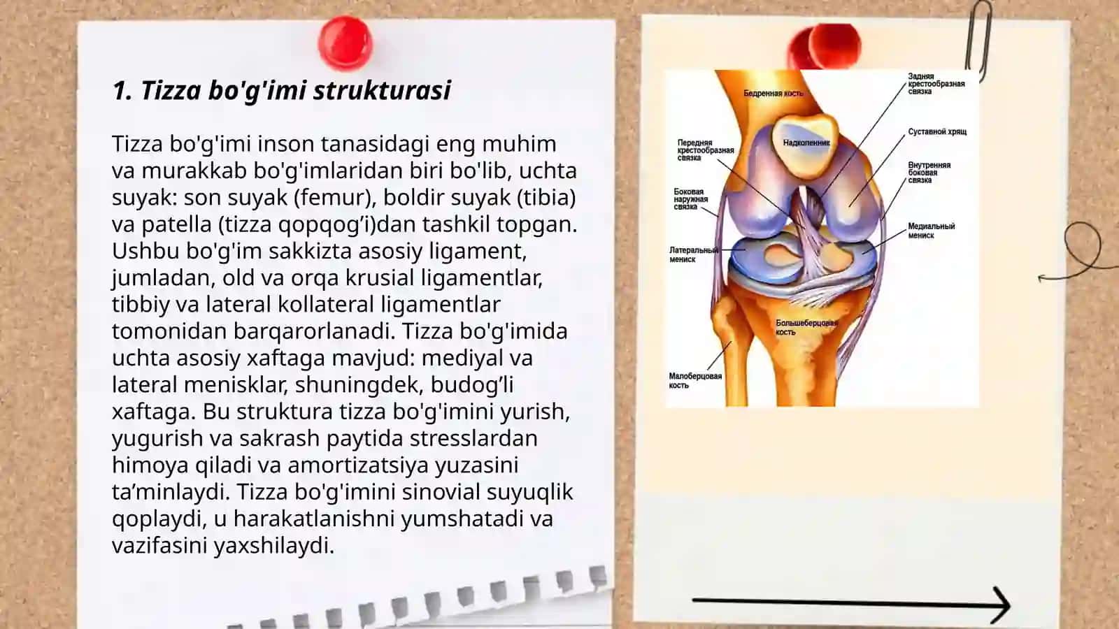 Tizza bo'g'imi anatomiyasi 3