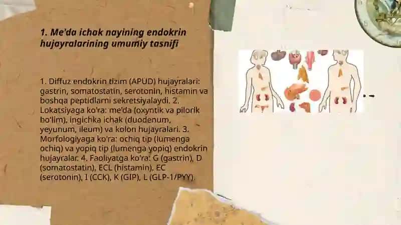 Me'da ichak nayining endokrin hujayralari 3