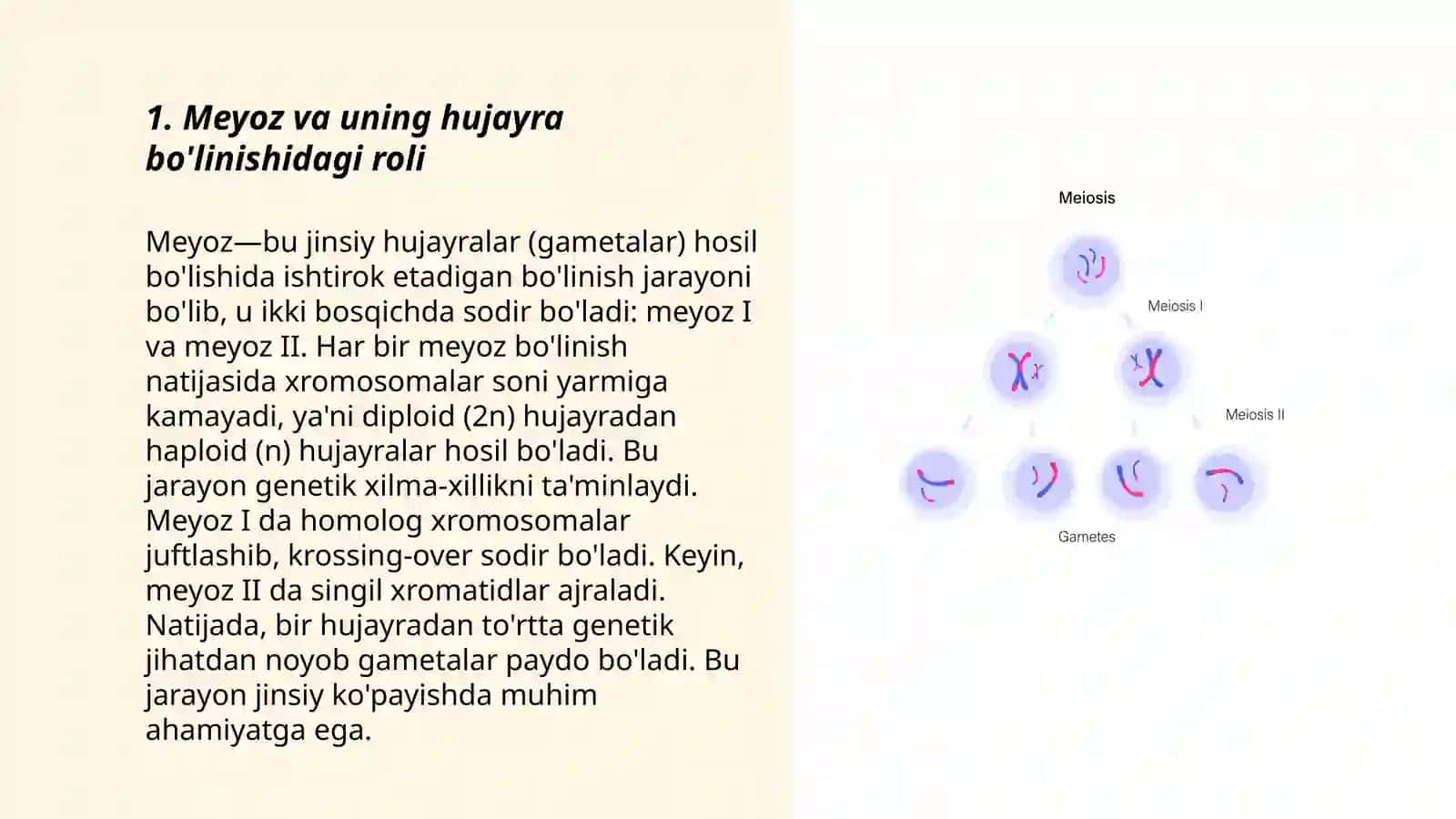 Meyoz.Uning biologik ahamyati 3