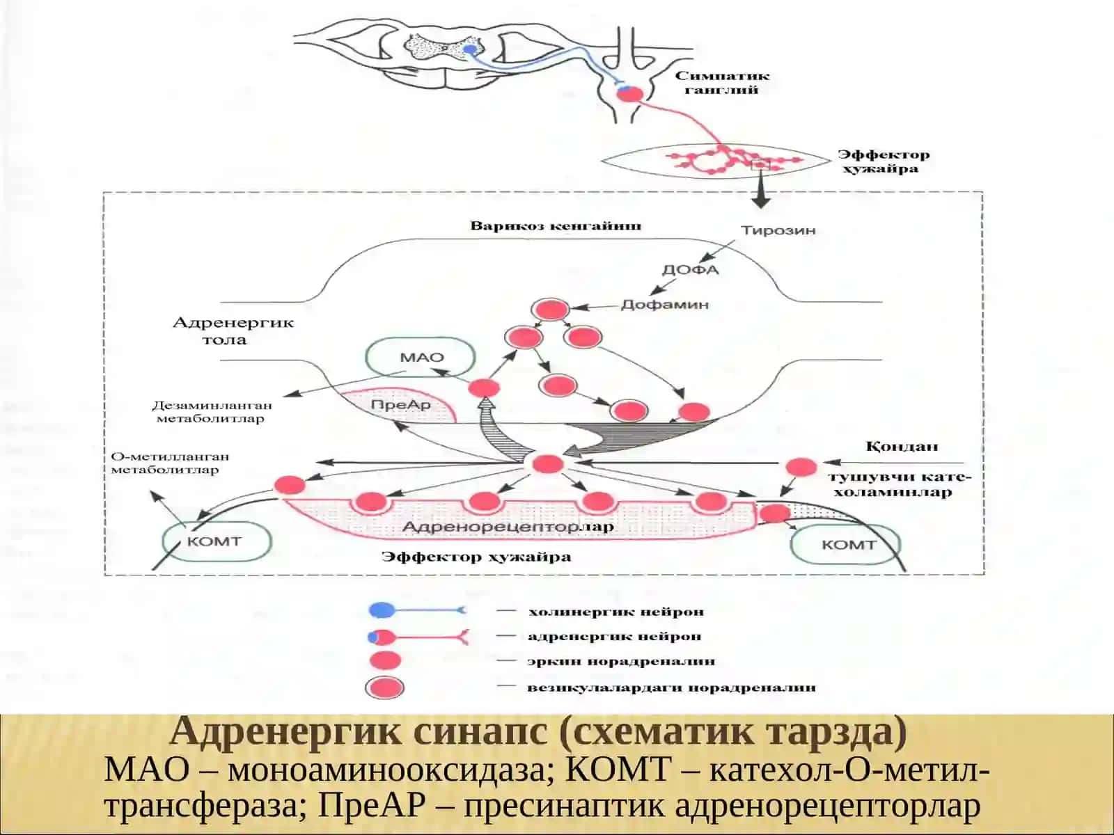 Адренергик синапс (схематик тарзда) 3