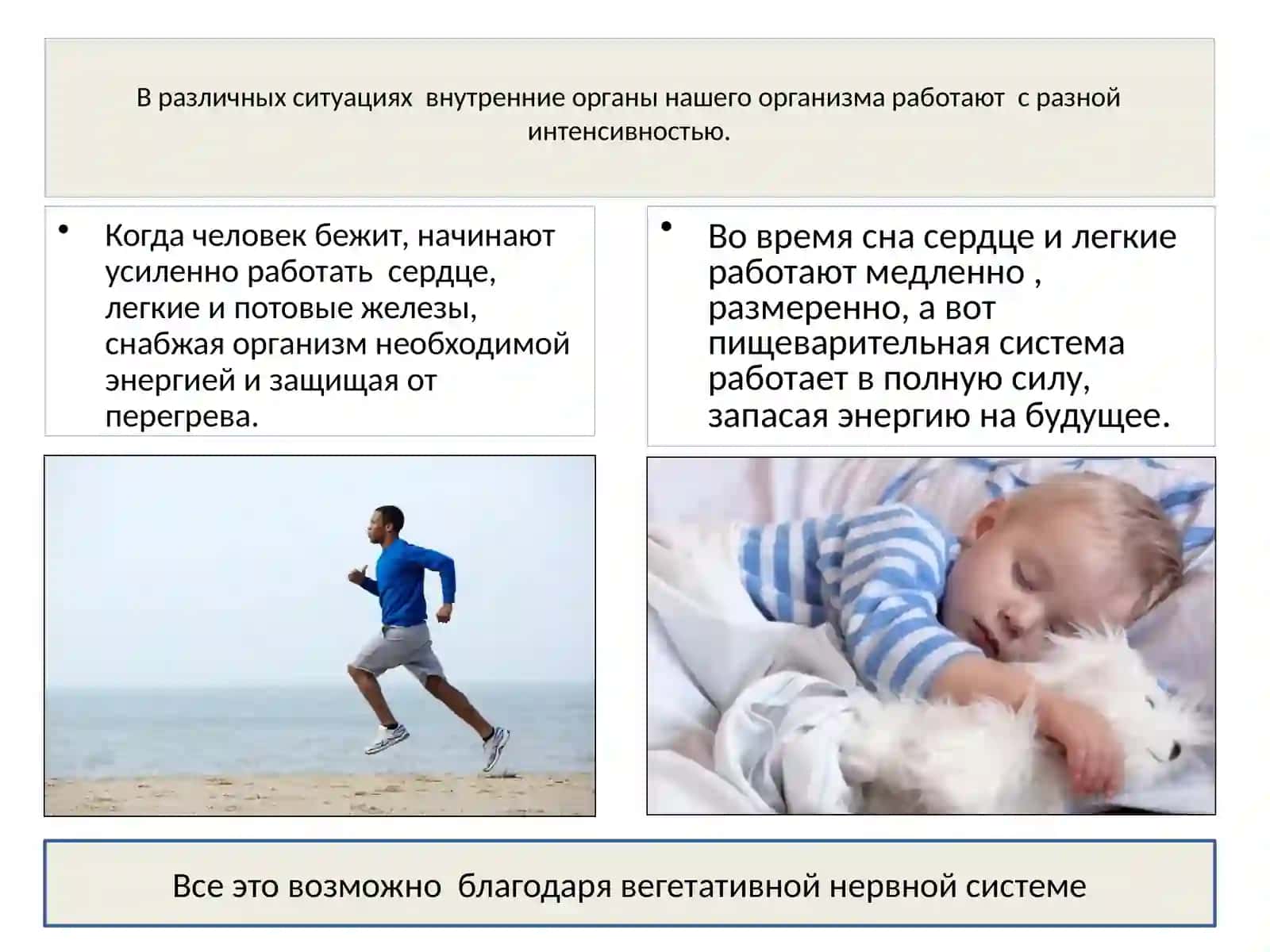 Отделы нервной системы 3
