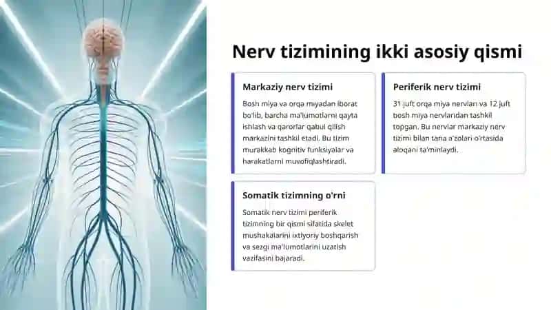 Somatik nerv tizimi 3
