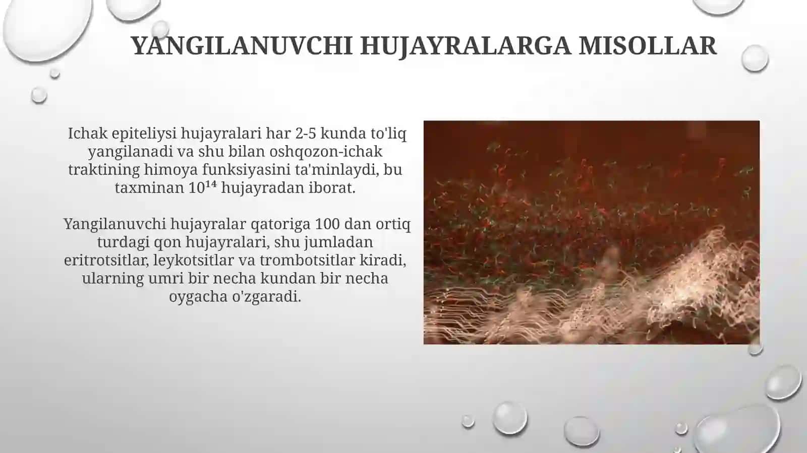 Yangilanuvchi Hujayra Populyatsiyalari 3