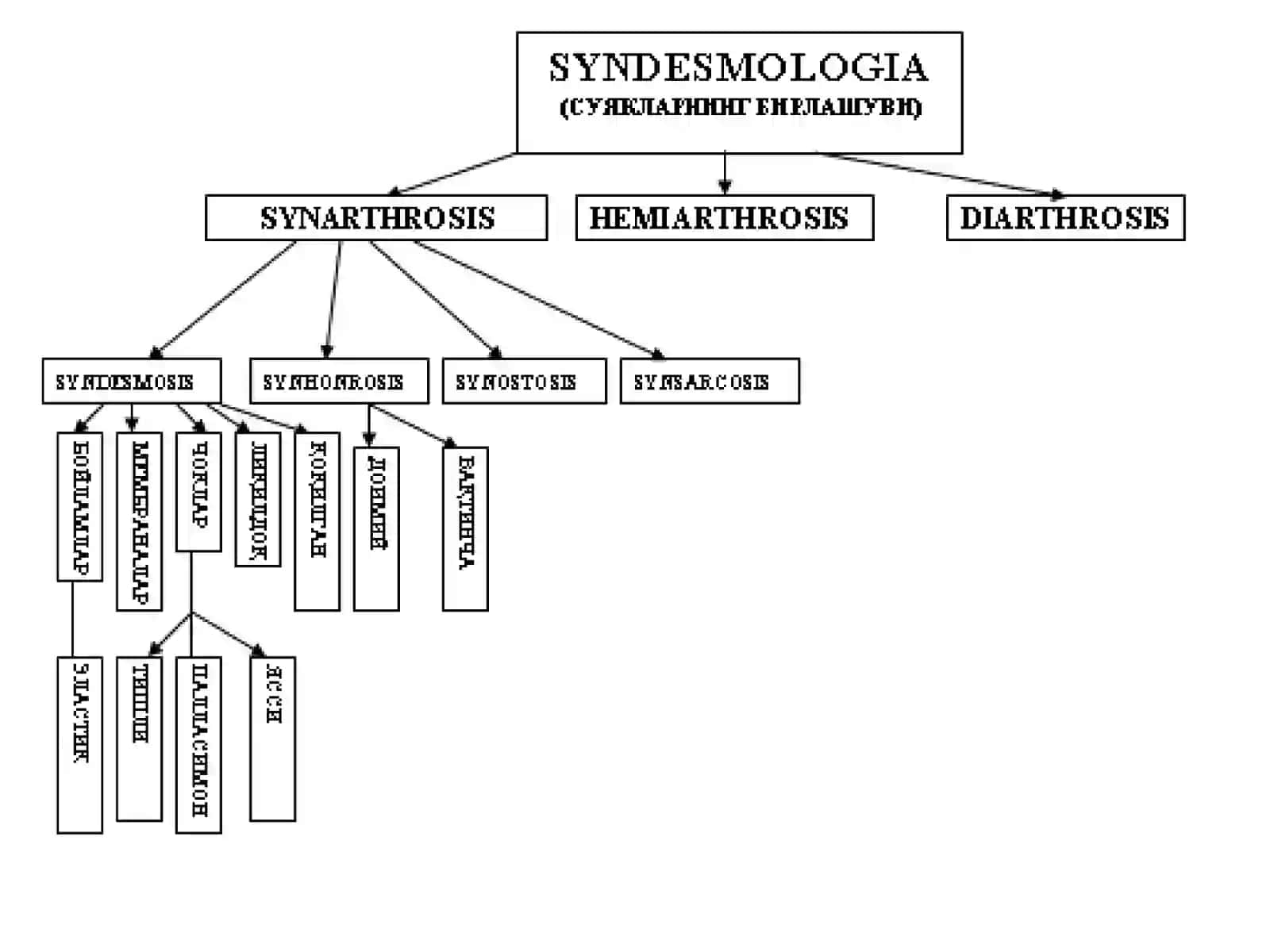 МАЪРУЗА № 5SYNDESMOLOGIYA 3