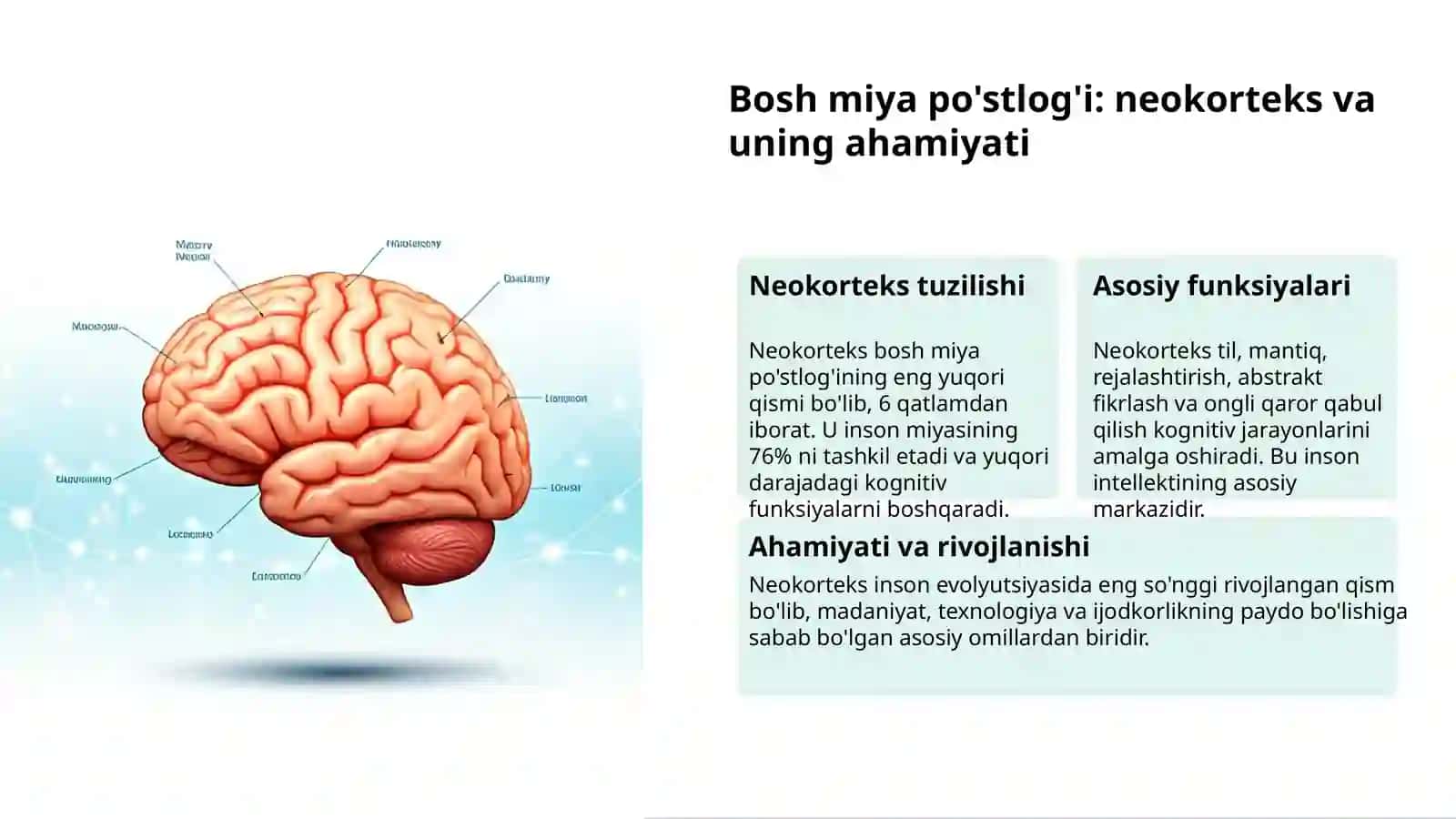 Bosh miya: Tuzilishi va funksiyalari 3
