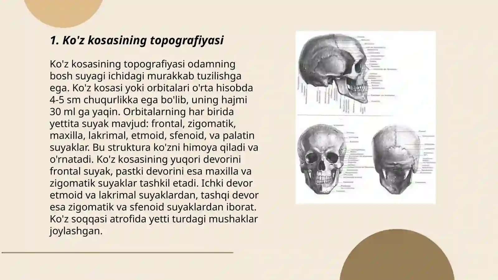 Burun bo'shlig'ining anatomiyasi 3