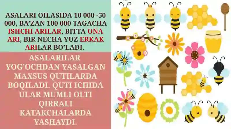 PARDAQANOTLILAR TURKUMI: ASALARILAR 3