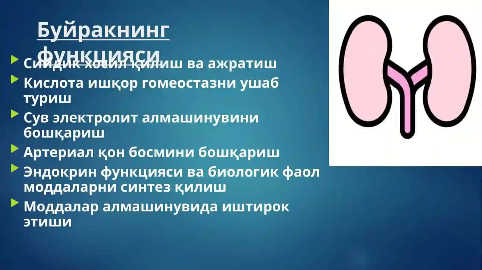 ЭРКАКЛАР ЖИНСИЙ ТИЗИМИ 3