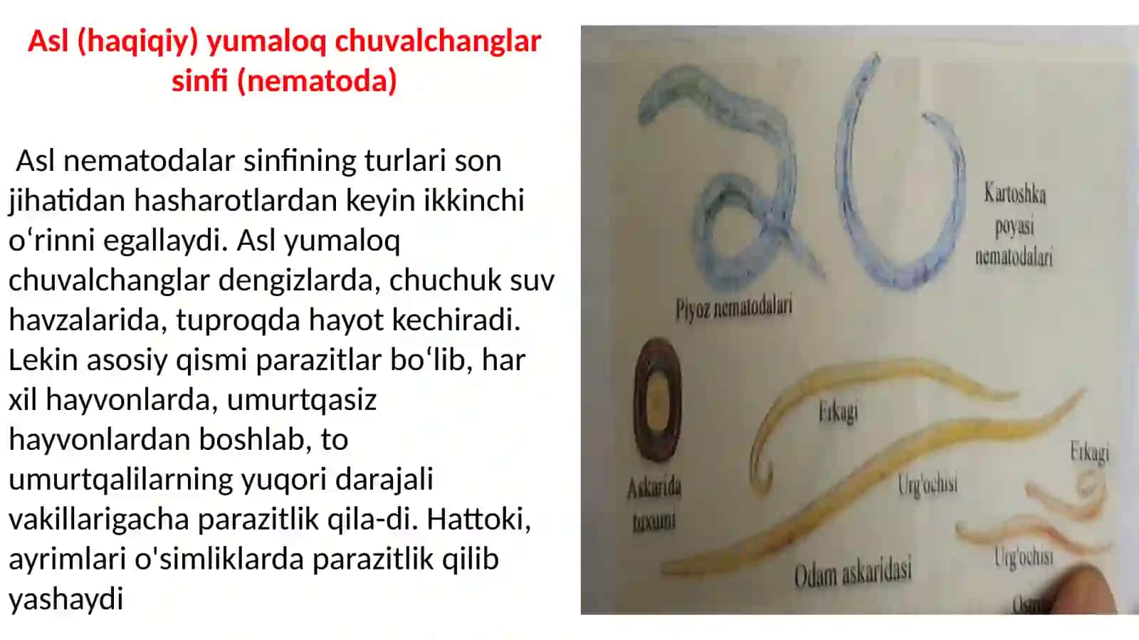 Yumaloq chuvalchanglar (NEMATHELMINTHES) 3