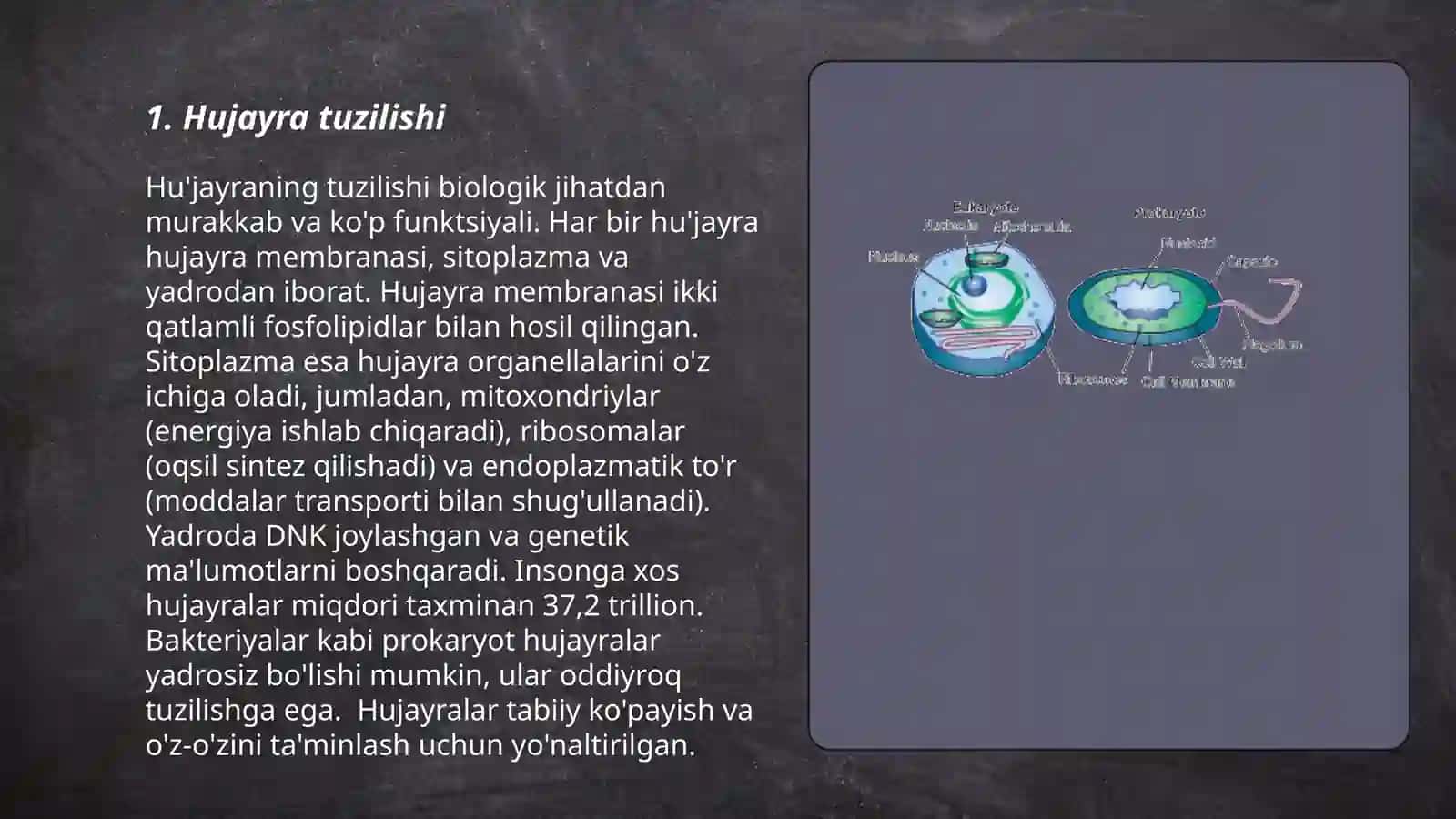 Evkariot va Prokariot hujayralar 3