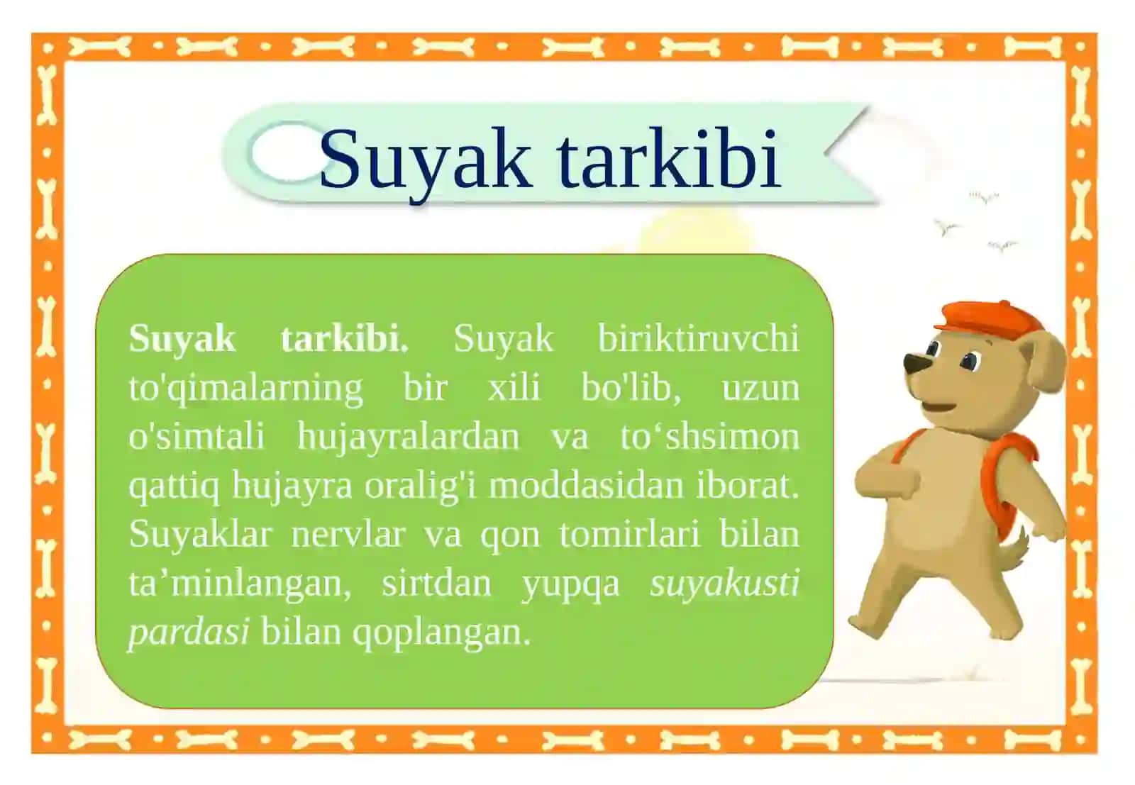 suyaklarning tuzilishi va oʻsishi 3