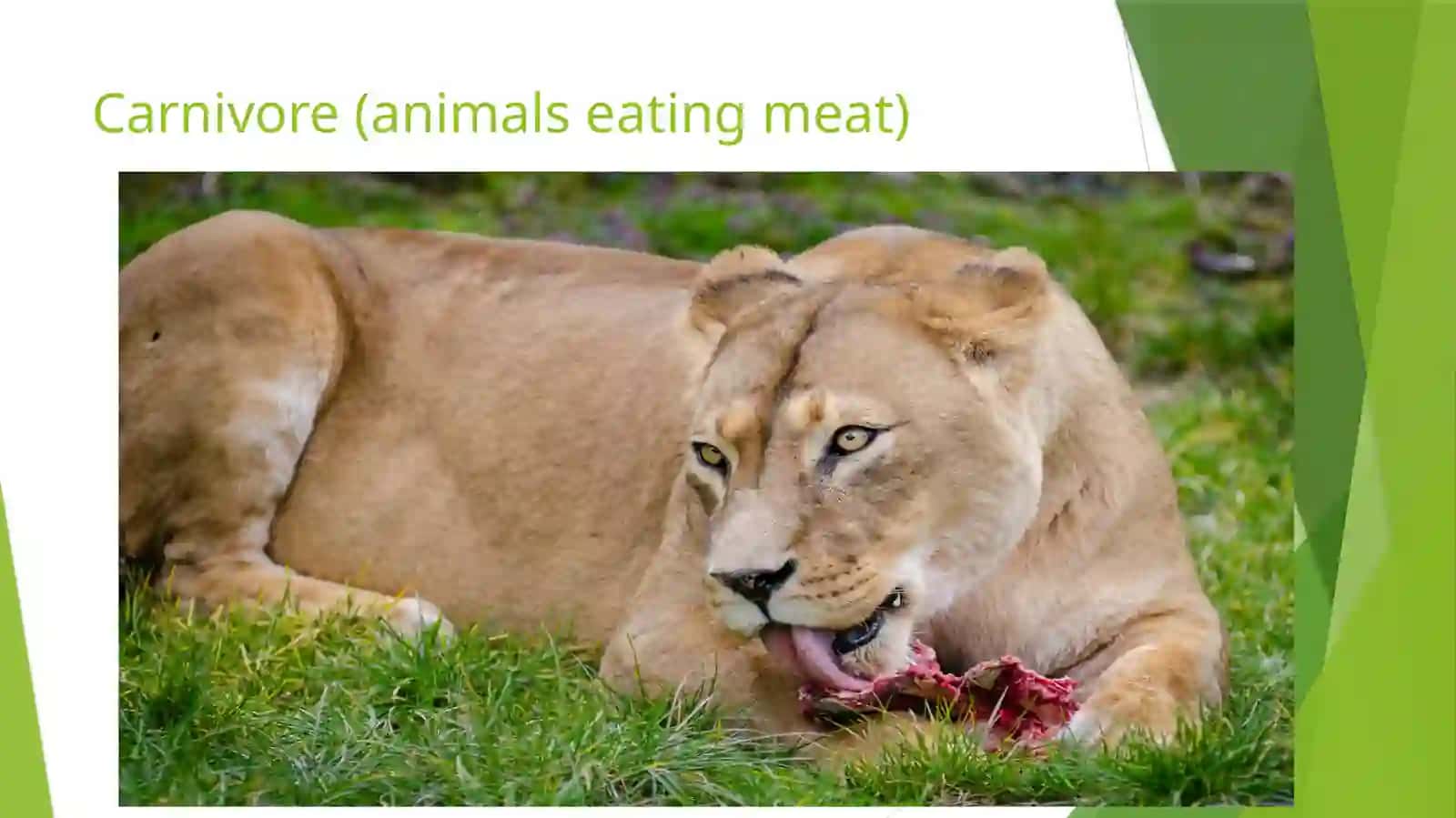 ANIMALS 3