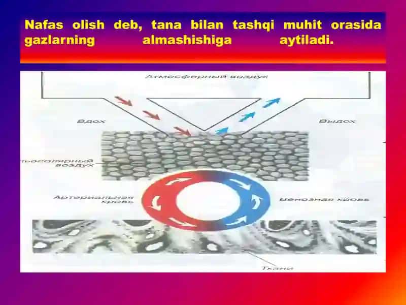 Nafas a'zolari fiziologiyasi pptx 3