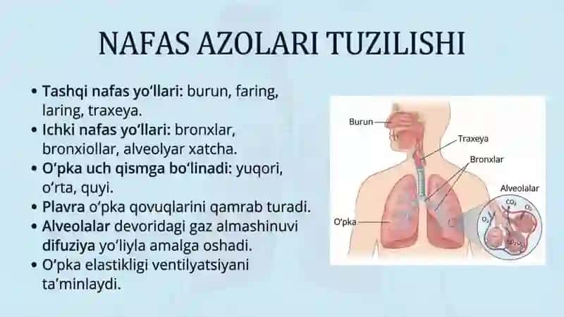 Nafas aʼzolari Kasalliklari 3