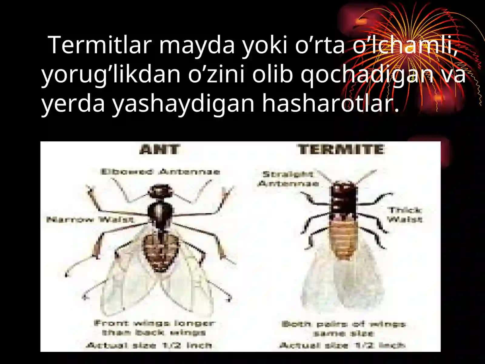 Termitlar TURKUMI 3