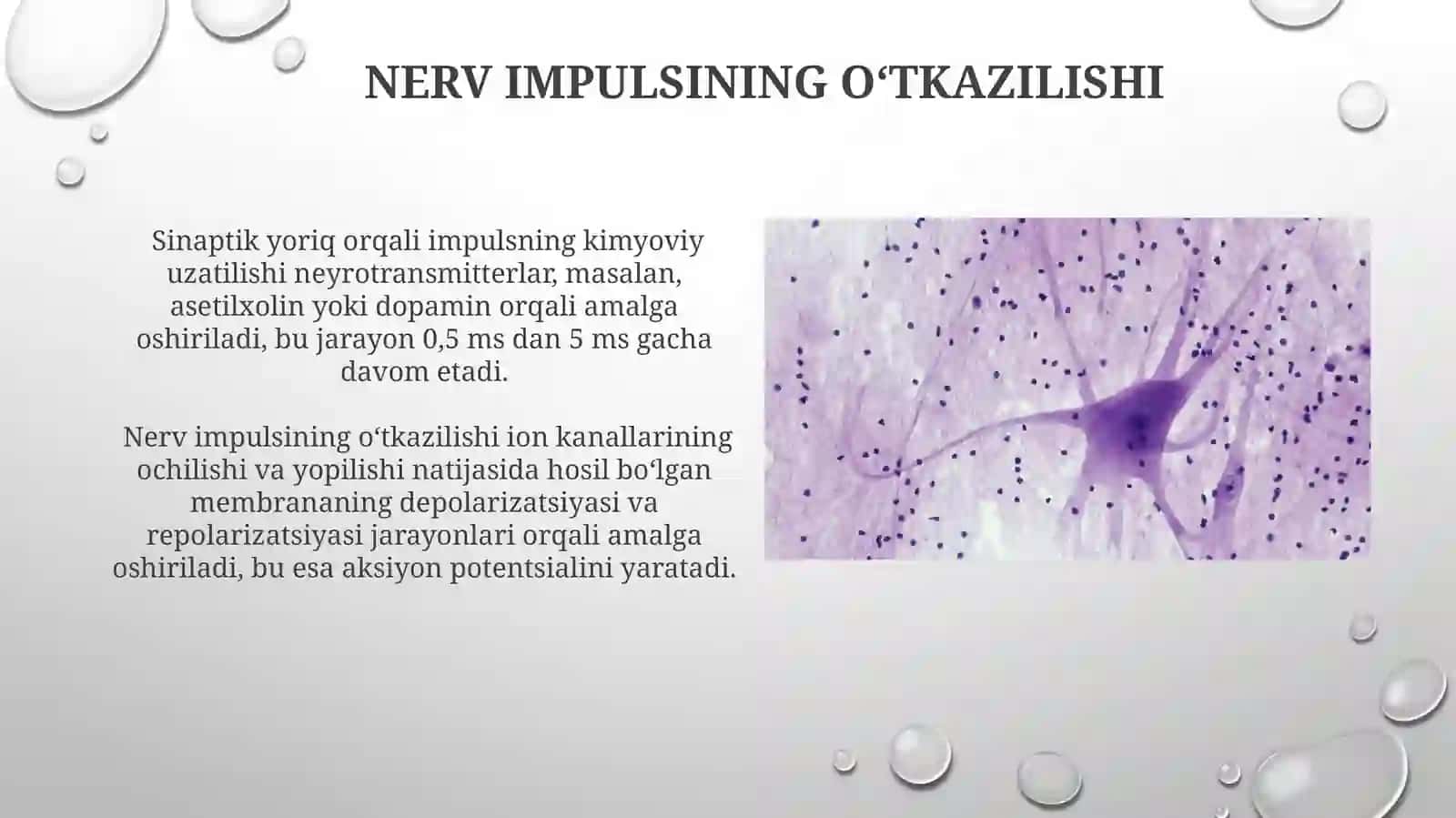 Nerv tizimining umumiy tuzilishi 3