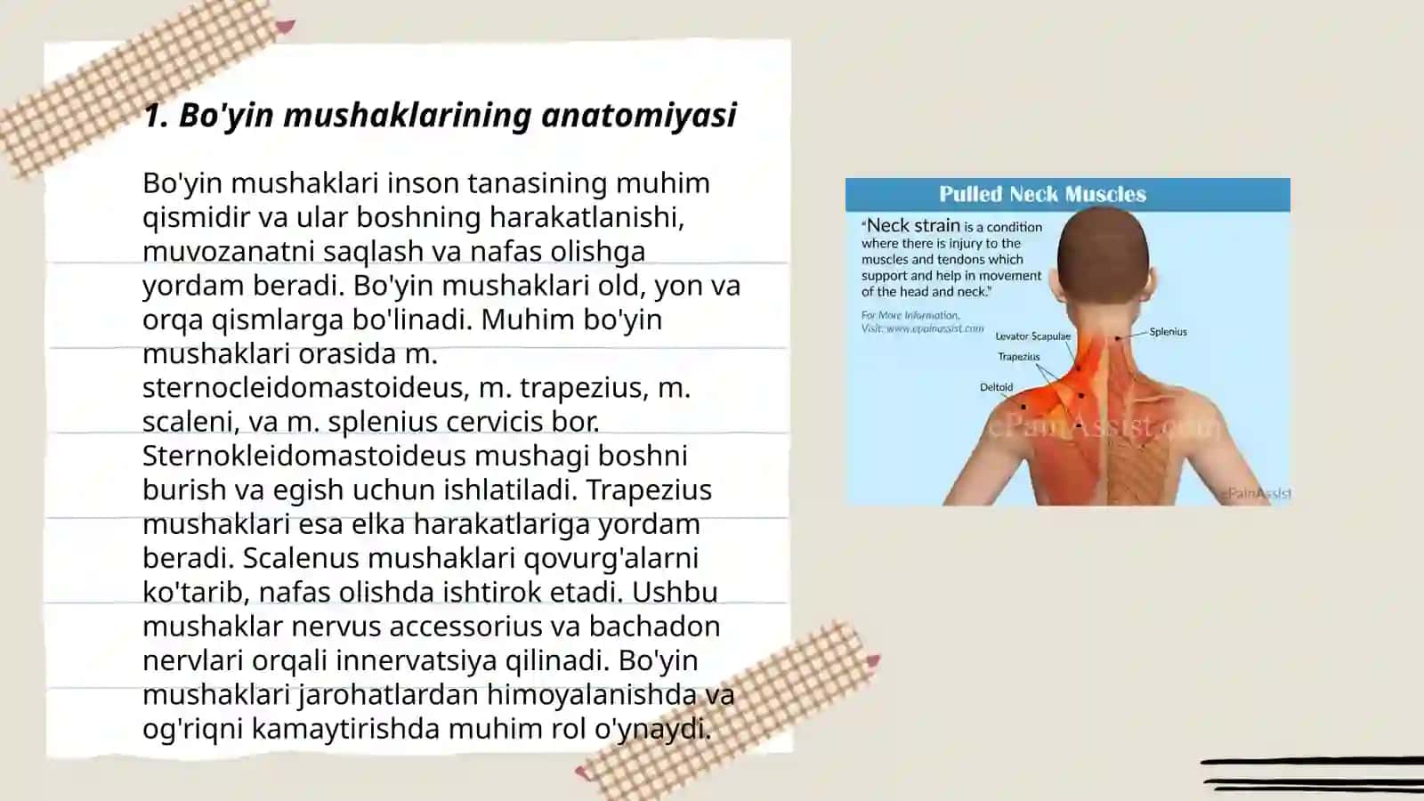 Bo’yin va bosh mushaklari. Bo’yin uchburchaklari va fatsiyalari 3