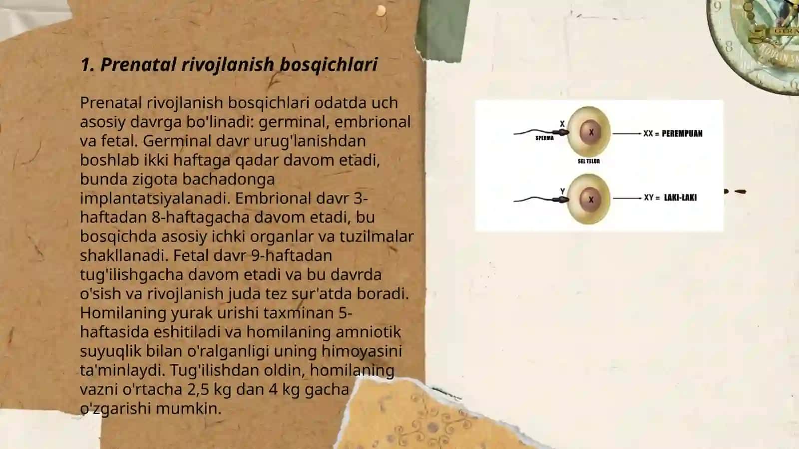 Prenatal va perinatal davr psixologiyasi 3