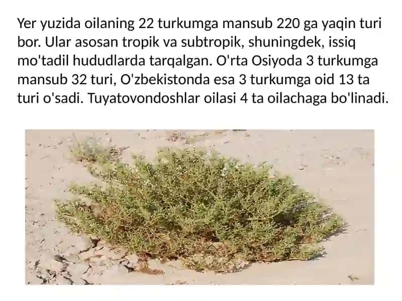 Tuyatovondoshlar oilasi 3