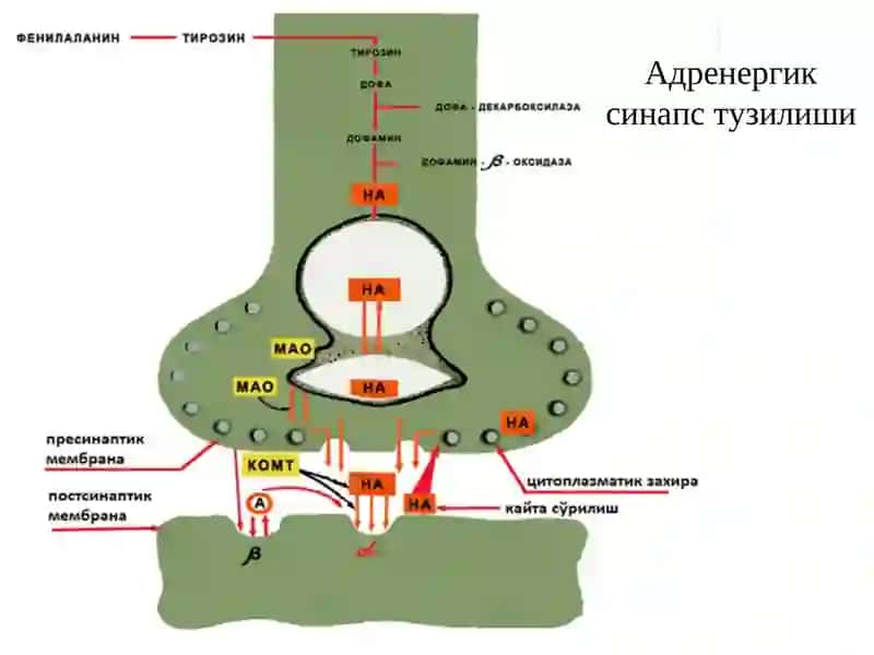 Адренергик моддалар 3