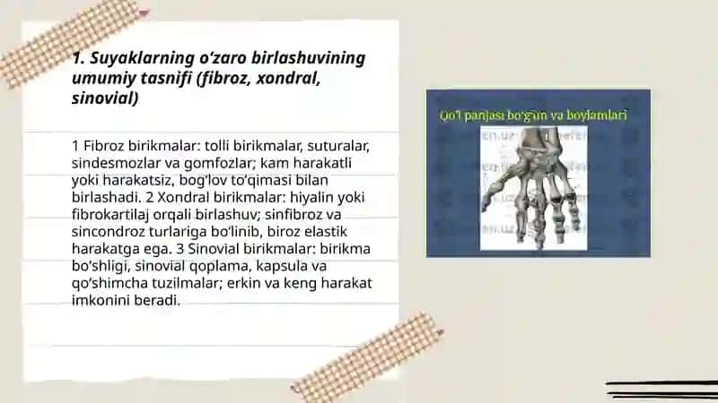 Suyaklarning oʻzaro birlashuvi- Antrologiya 3