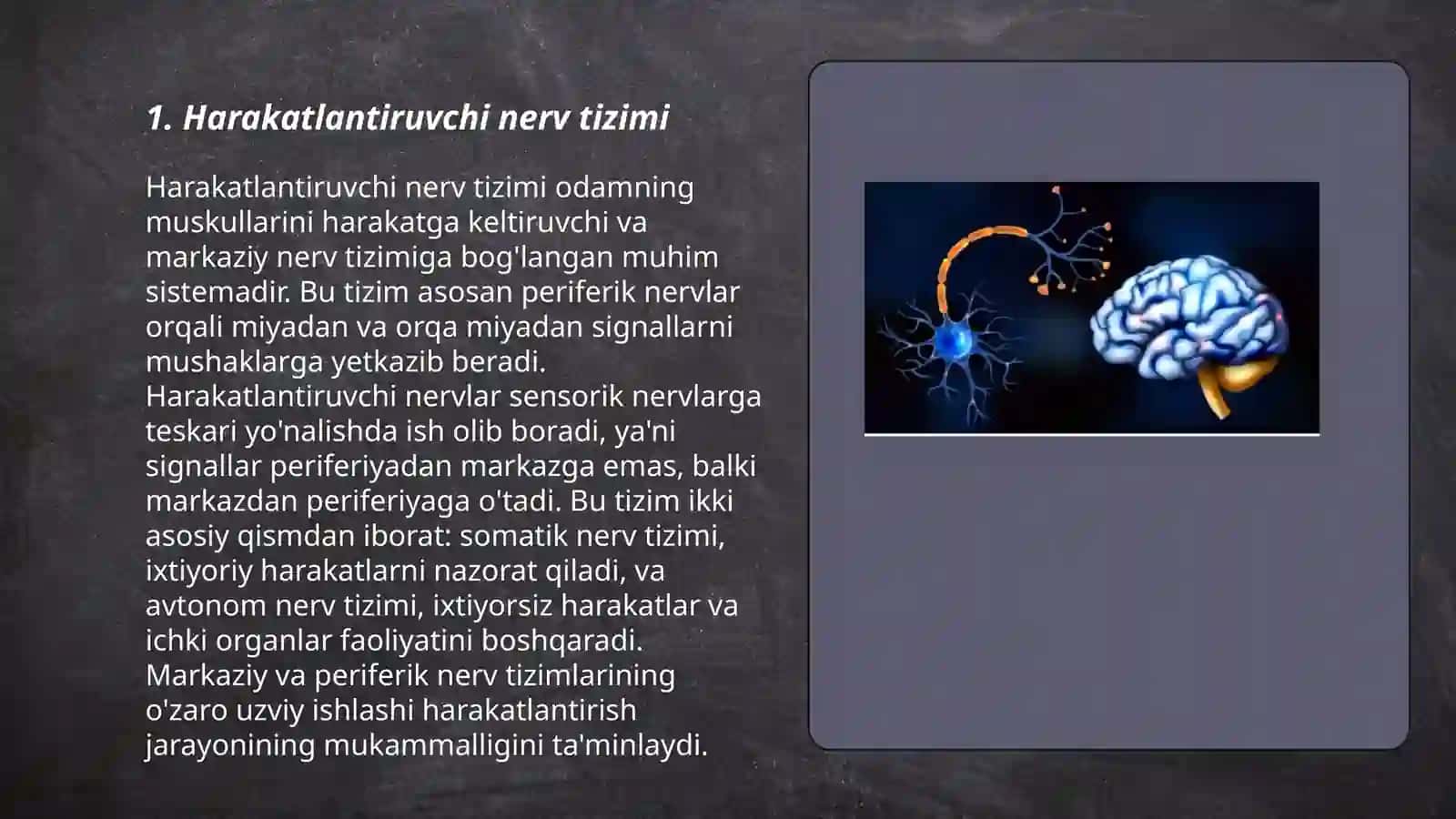 Harakatlantiruvchi sezuvchi va aralash nervlar 3