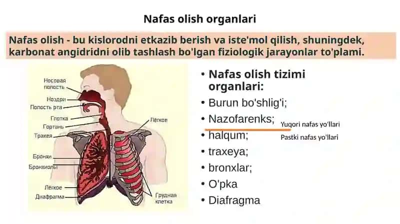 Nafas olish tizimi kasalliklari 3