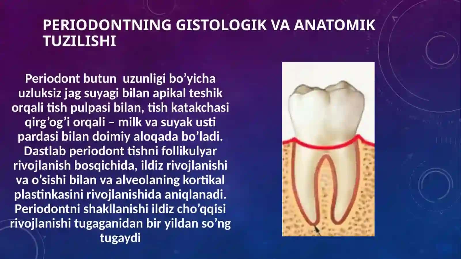 Periodontning gistologik tuzilishi 3