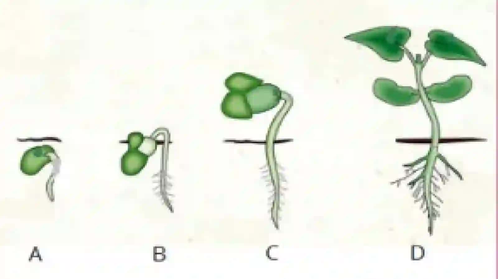 urugʻlarning unib chiqishi 3
