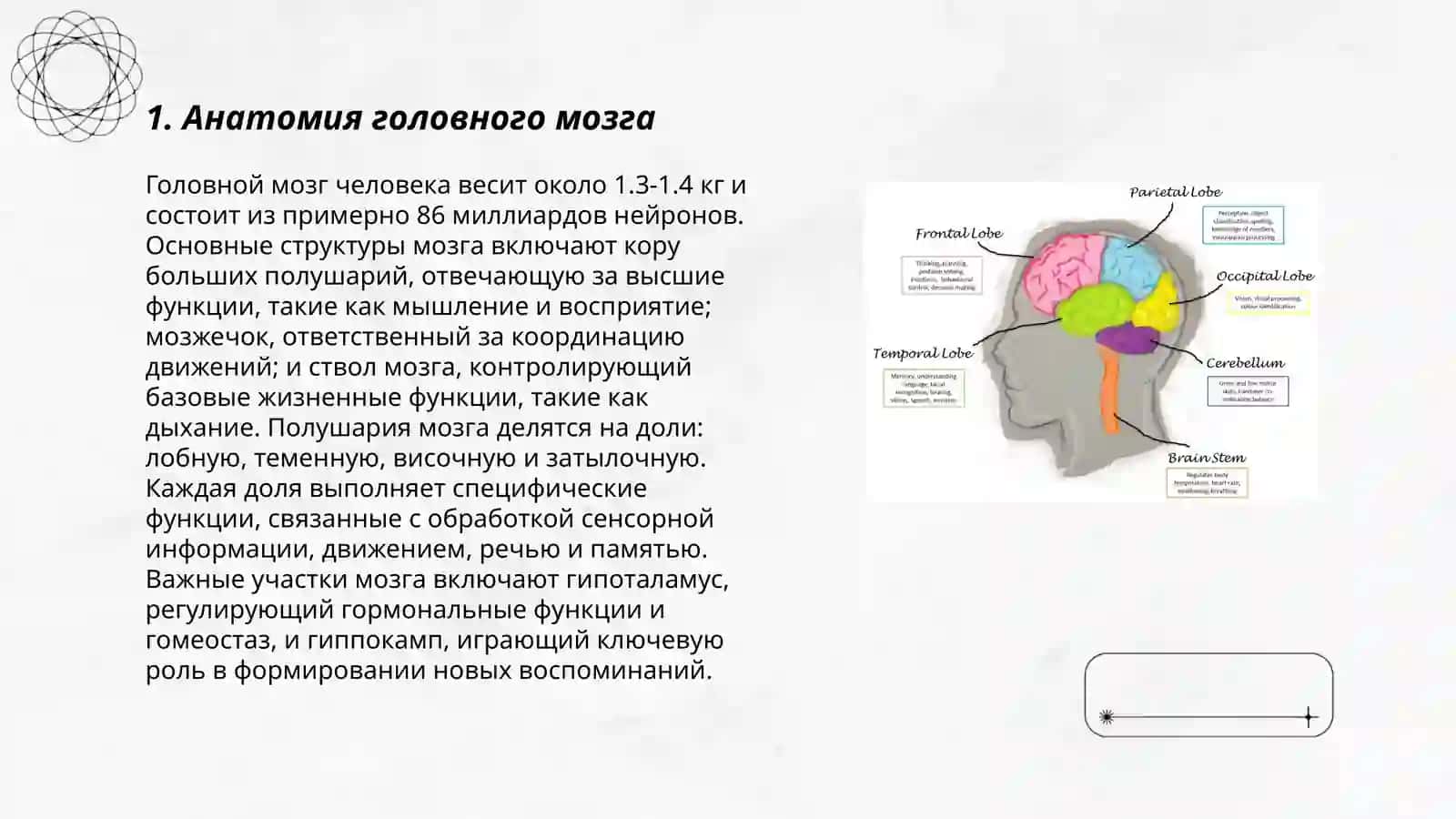 Головной мозг.Стили речи 3