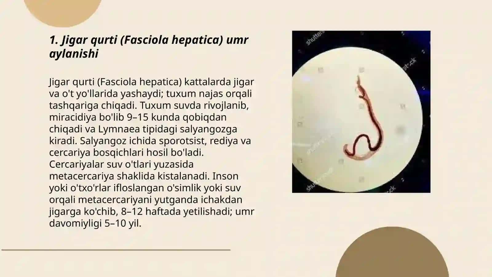 Yassi chuvalchanglar – odam parazitlari - so‘rg‘ichlilar 3
