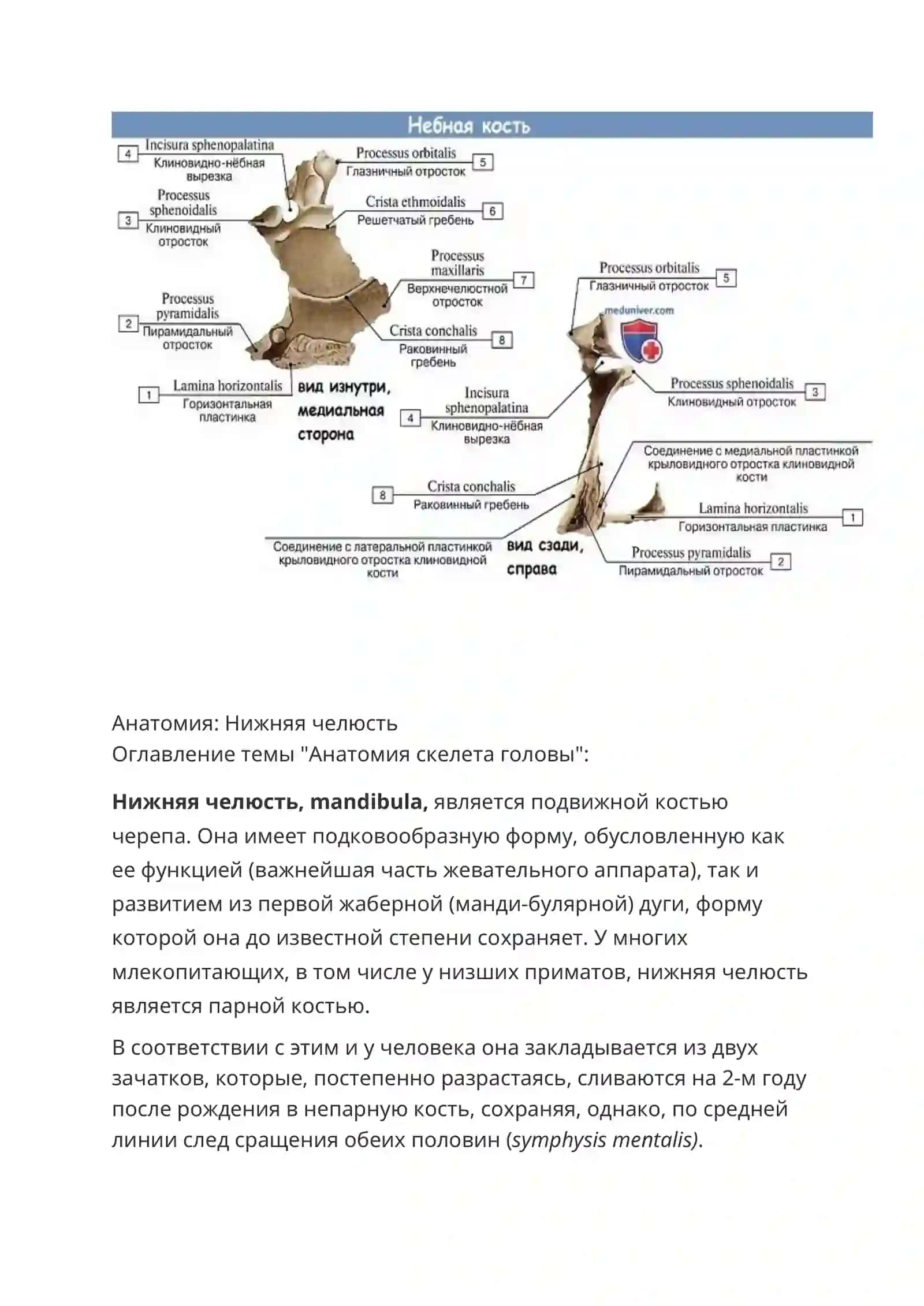 Небная кость 3